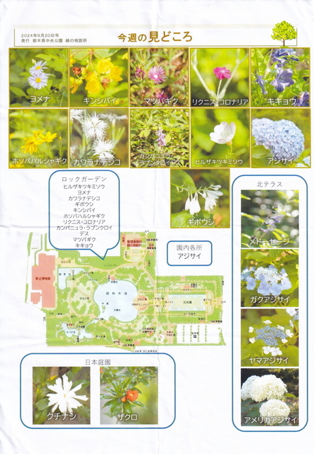 20240621　中央公園　今週の見どころ.jpg