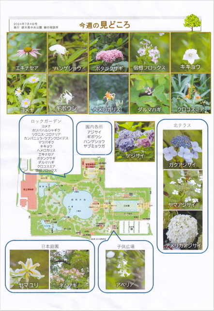 20240710　中央公園　今週の見どころ20240704号.jpg