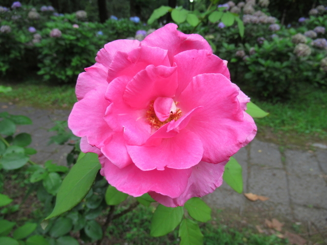 IMG_0065.jpg