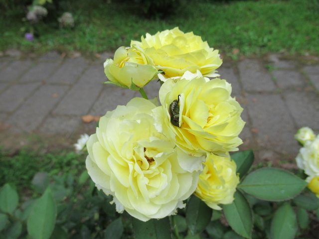 IMG_0066.jpg