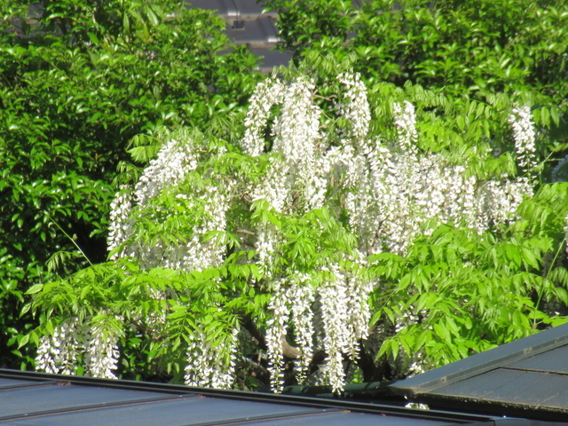 IMG_7937.jpg