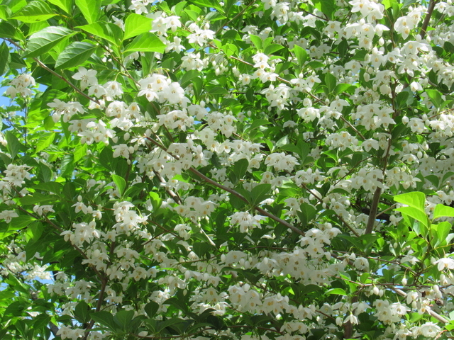 IMG_7983.jpg