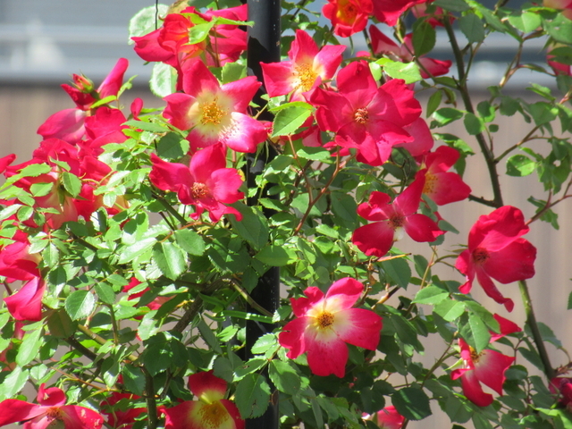 IMG_8017.jpg