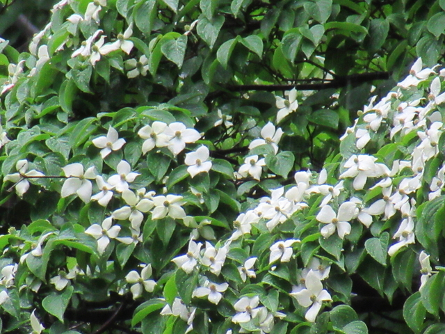IMG_8316.jpg