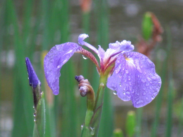 IMG_8330.jpg