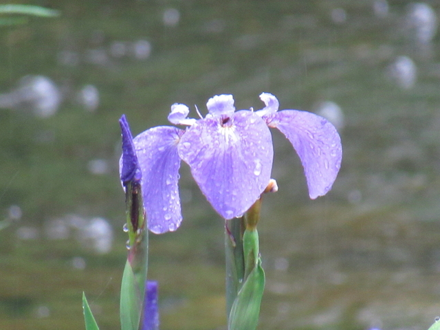 IMG_8336.jpg