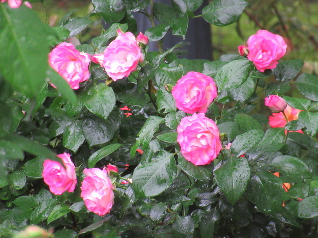 IMG_8353.jpg