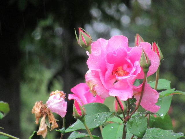 IMG_8354.jpg