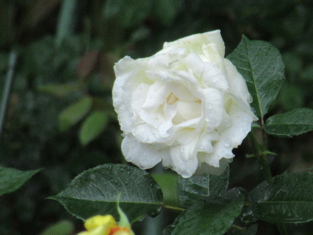 IMG_8357.jpg