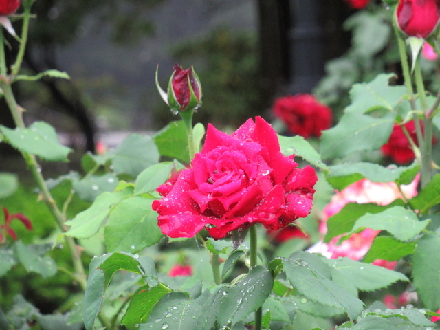 IMG_8364.jpg