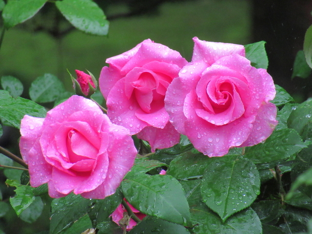 IMG_8367.jpg
