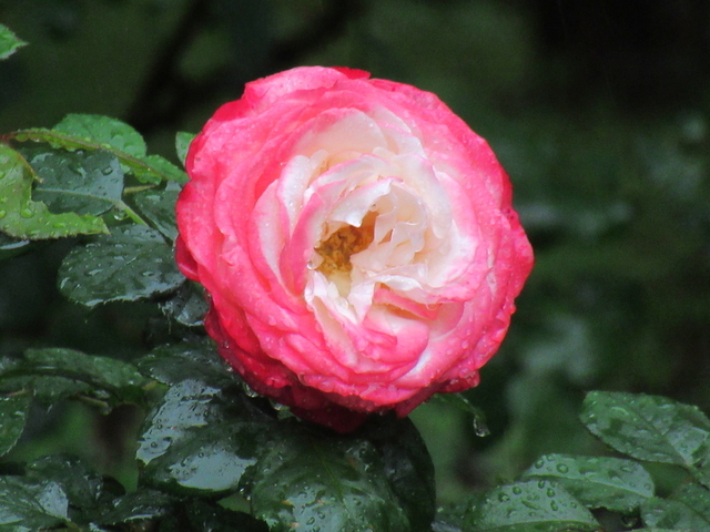 IMG_8368.jpg