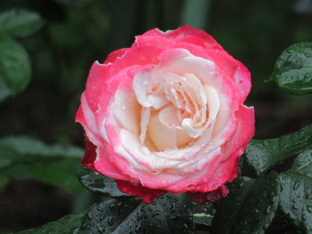 IMG_8369.jpg