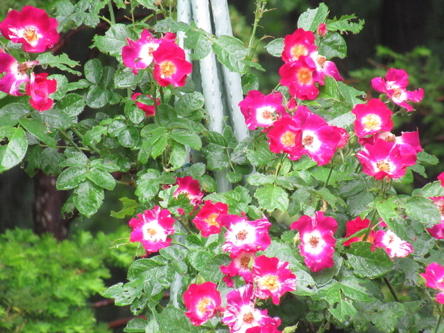 IMG_8372.jpg