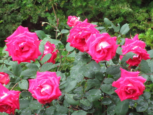 IMG_8380.jpg