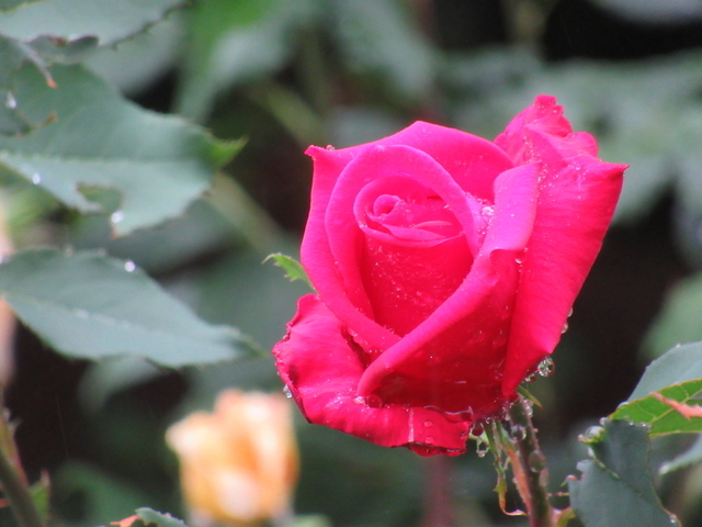 IMG_8388.jpg