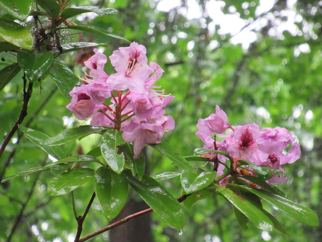 IMG_8396.jpg