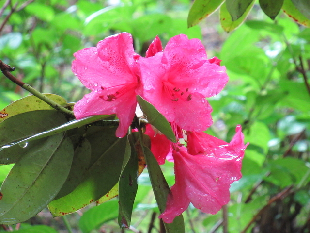 IMG_8397.jpg