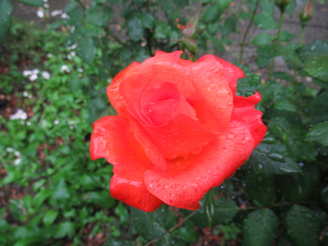 IMG_8401.jpg