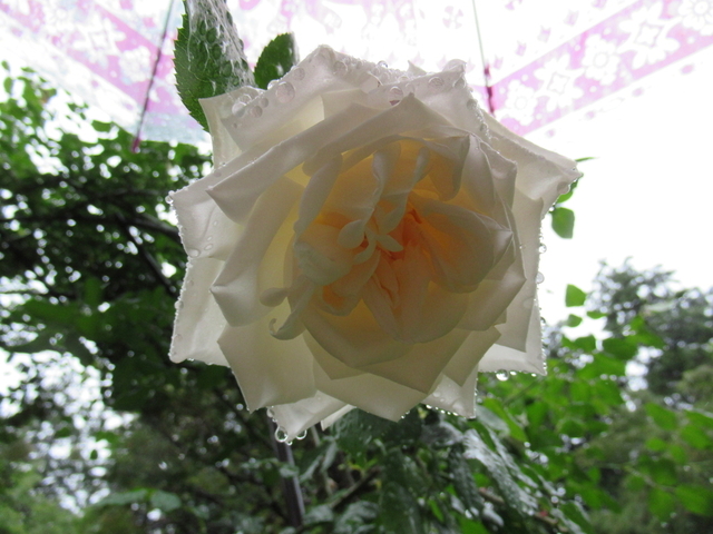 IMG_8416.jpg