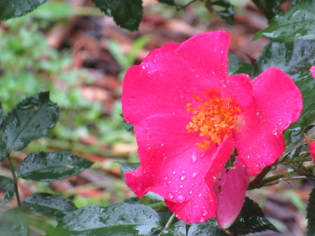 IMG_8420.jpg