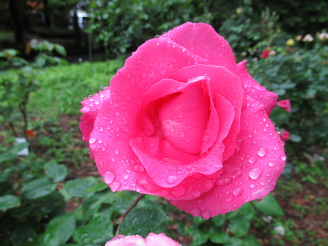 IMG_8421.jpg