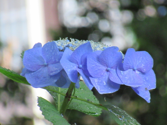 IMG_9572.jpg