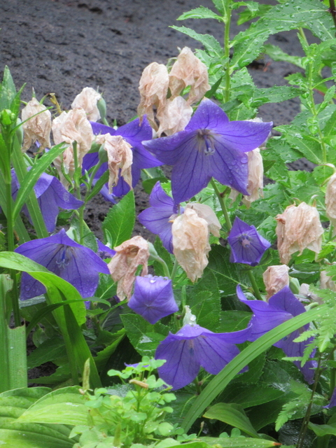 IMG_9585.jpg